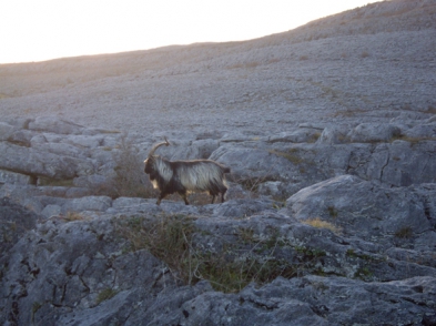 Feral goats on the Burren